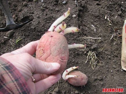 Secretele de cartofi de plantare, despre care încă nu știai nimic