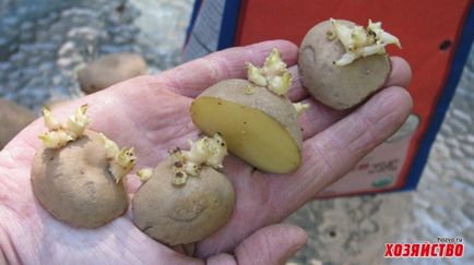 Секрети посадки картоплі, про які ви ще нічого не знали