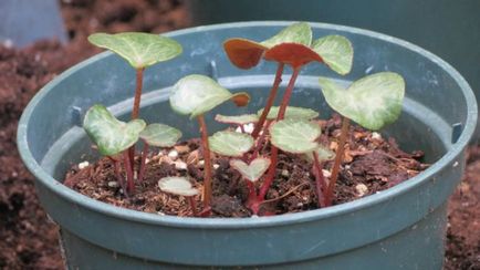 Secretele de ciclameni din semințe din grădină