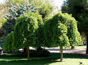 Dungă albă plantată și îngrijită în zona suburbană