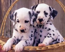 Puppies Dalmatian