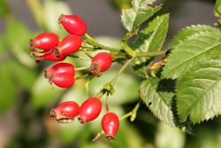 Rosehip cu aplicare constipatie, 2 reteta