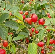 Rosehip - tehnologie de cultivare - soiuri