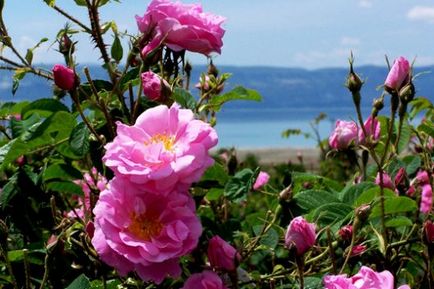 Rosehip în produse cosmetice