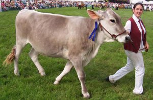 Condițiile de vacanță Shvitskaya și perspectivele de creștere - portal agricol