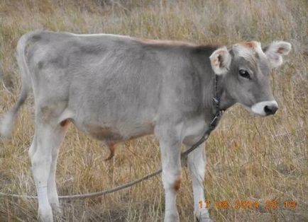 Rasă Shvitskaya caracteristică vaci, plusuri și minus de bovine