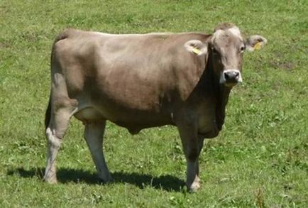 Rasă Shvitskaya caracteristică vaci, plusuri și minus de bovine