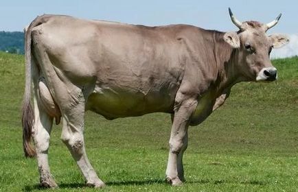 Rasă Shvitskaya caracteristică vaci, plusuri și minus de bovine