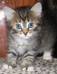 Pisica siberiana - origine, culoare, caracter, ingrijire, nutritie, fotografie - totul despre pisici si pisici