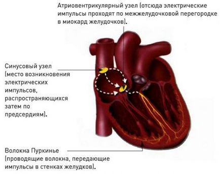 Tahicardia sinusală cauzează, simptome, diagnostic, tratament și prevenire