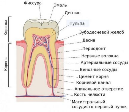 Cât de mult puteți menține arsenul din dinți la un adult - calendarul, acțiunea și contraindicațiile