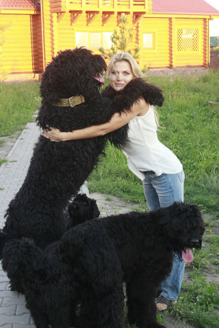 Service și câine de pază a câinilor (Nelli Doubarev)
