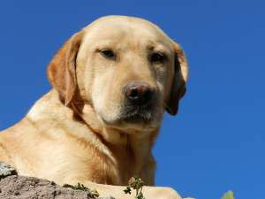 Câinii înțeleg că această muncă ca Labradori este predată pentru a salva turiștii