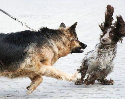Câinii se agață de luptă