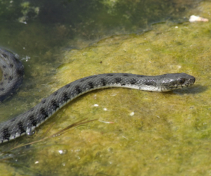 Kutya harap a kígyó, kutya harapott összeadó, alacsonyabb Novgorod (kígyó Nizhegorodskaya régió) A kutya megharapta egy kígyó, egy kutya megharapott egy vipera, Nyizsnyij Novgorod