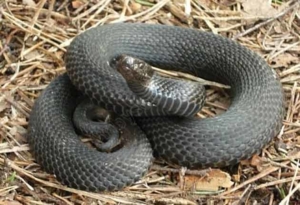 Kutya harap a kígyó, kutya harapott összeadó, alacsonyabb Novgorod (kígyó) A kutya megharapta egy kígyó, egy kutya megharapott egy vipera, Nyizsnyij Novgorod