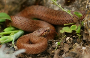 Kutya harap a kígyó, kutya harapott összeadó, alacsonyabb Novgorod (összeadó) A kutya megharapta egy kígyó, egy kutya megharapott egy vipera, Nyizsnyij Novgorod