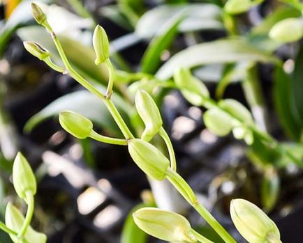 Tartsa meg ezeket a szabályokat és 9 orchidea virágzik egész évben