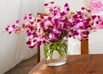 Tartsa meg ezeket a szabályokat és 9 orchidea virágzik egész évben