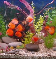 A tartalom az akvárium és a halak a házunkban