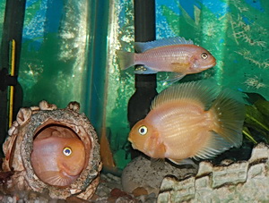 A tartalom az akvárium és a halak a házunkban