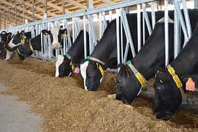 Зміст дійних корів і гігієна отримання молока, omedvet
