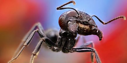 Сонник великий мураха до чого сниться великий мураха уві сні