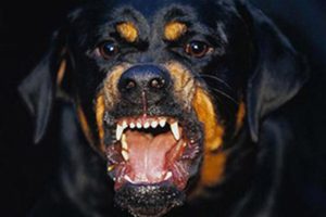 Álomértelmezés Rottweiler Fekete gonosz álom, amit az álmok