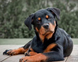 Dream Rottweiler negru rău vedea într-un vis