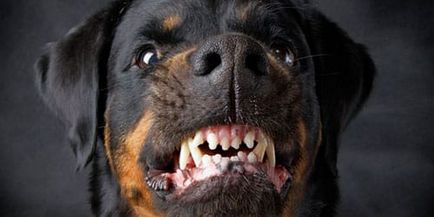 Rottweiler e visat la ceea ce un Rottweiler visează într-un vis