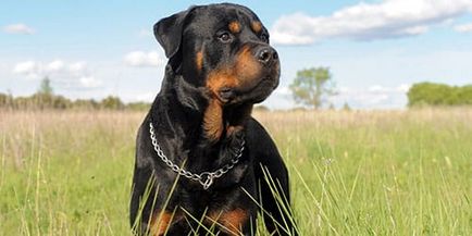 Rottweiler e visat la ceea ce un Rottweiler visează într-un vis