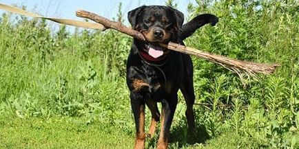 Rottweiler e visat la ceea ce un Rottweiler visează într-un vis