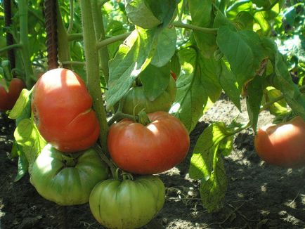 Soiuri de tomate fotografie și descrierea roșiilor pentru sere, teren deschis, verde, bun, cel mai bun,