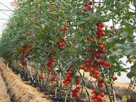 Soiuri de tomate fotografie și descrierea roșiilor pentru sere, teren deschis, verde, bun, cel mai bun,