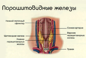 Navele structurii glandei tiroide, scop