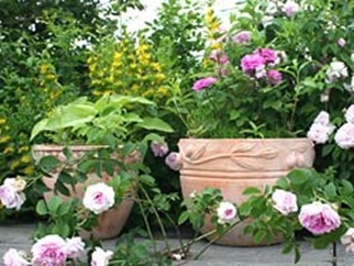 Sfaturi pentru îngrijirea containerelor de flori pentru teracota