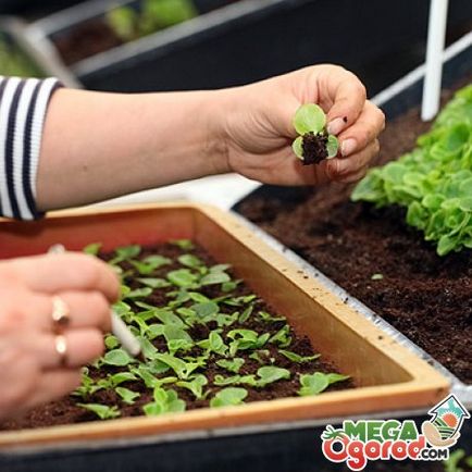 Sfaturi pentru crescătorii de flori cum să planteze planta cu petunia în plante