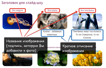 Crearea unui slideshow în Nubex cum se schimbă designul, animația și modurile de schimbare a diapozitivelor