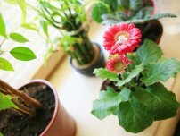 Salvăm crizantema cumpărată în magazin, florile din casă (gospodăria)