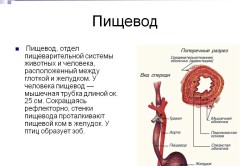 Спазм стравоходу причини, симптоми і лікування