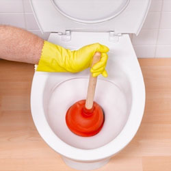 Modalități de eliminare a cauzei așternutului în toaletă și determinarea cauzei