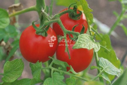 Modalități de depozitare a tomatelor înainte de sărbătorile de Anul Nou