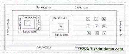 Спосіб посадки баклажан, сайт про сад, дачі і кімнатних рослинах