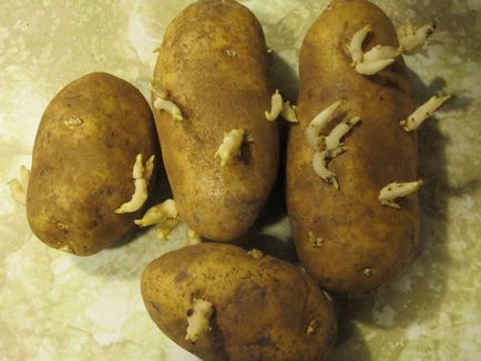 Середньостиглий картопля аврора опис сорту