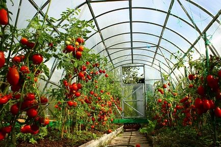 Середні помідори в теплицю середньорослі сорти, томати середньостиглі