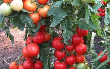 Середні помідори в теплицю середньорослі сорти, томати середньостиглі