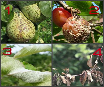 Терміни обробки плодових дерев від шкідників навесні, препарати та народні засоби