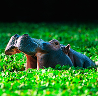 Poezii despre hipopotam, hipopotam, hipopotami