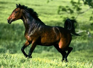Вартість покупки і змісту коня в росії