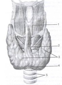 Structura și fiziologia glandei tiroide